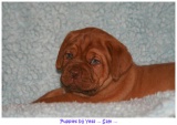 pups2007 030